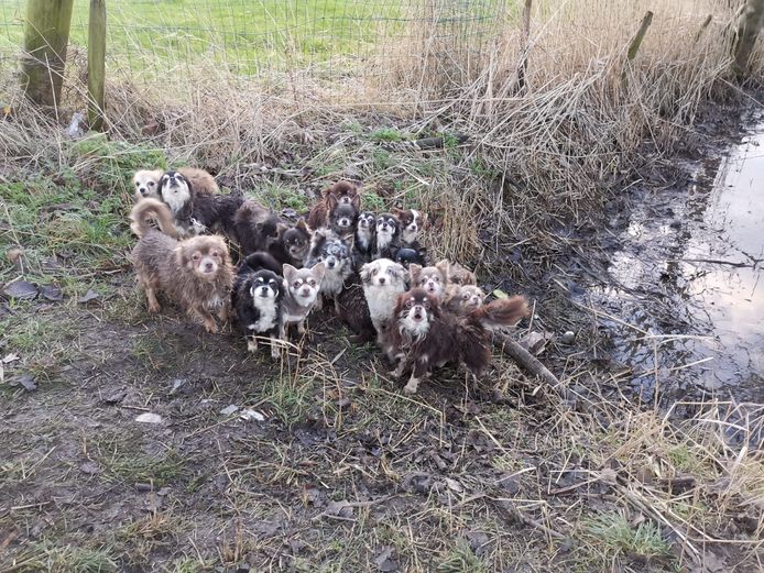 Zo werden de hondjes zondagochtend aangetroffen.