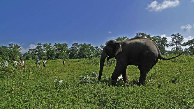 Olifanten vertrappelen dorpelingen in Nepal