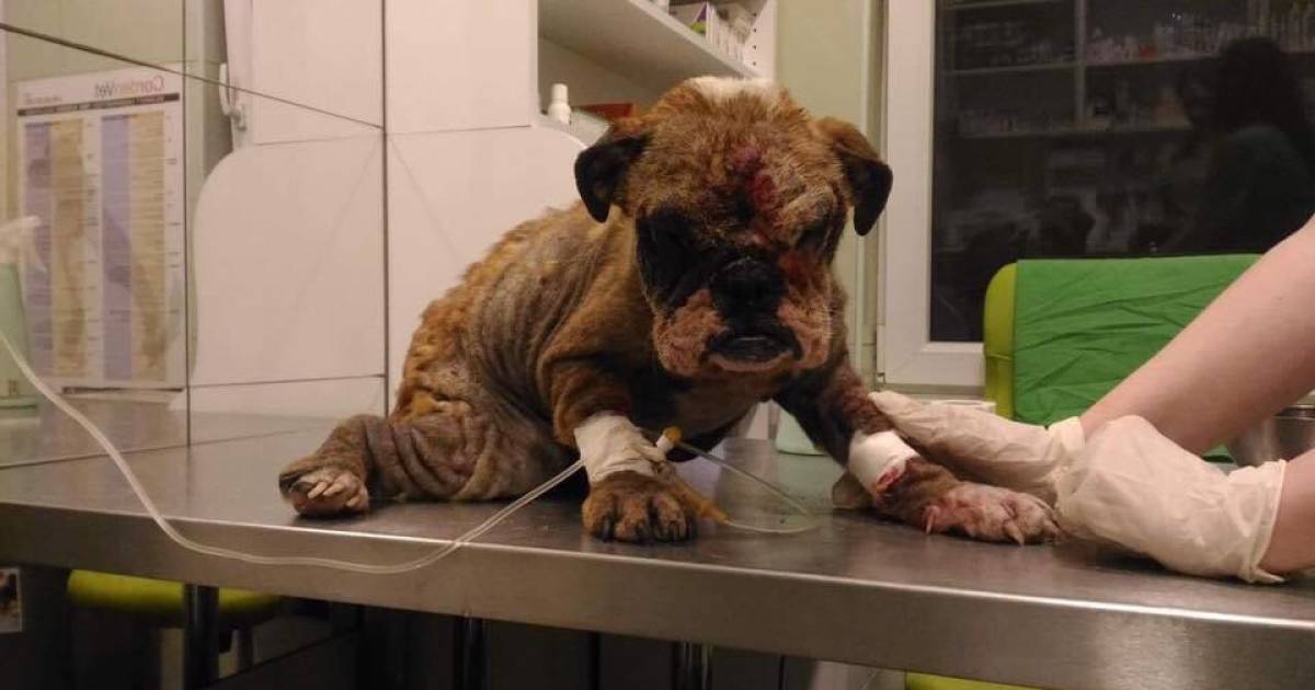 geld verdienen met honden beheren van geld