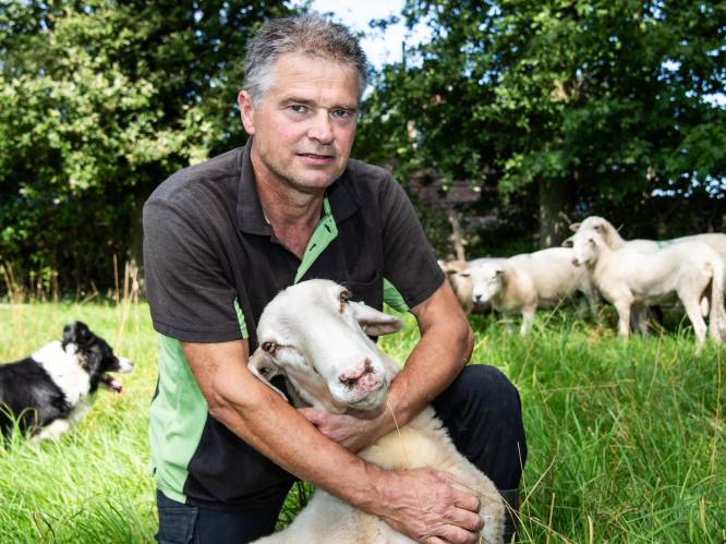 Schapenhouderij incasseert klap na klap: ‘Straks alleen nog hier en daar een schaap’