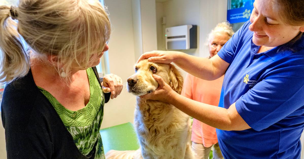 Eerste Hulp Voor Fikkie Ehbo Cursus Voor Baasjes Woerden Ad Nl
