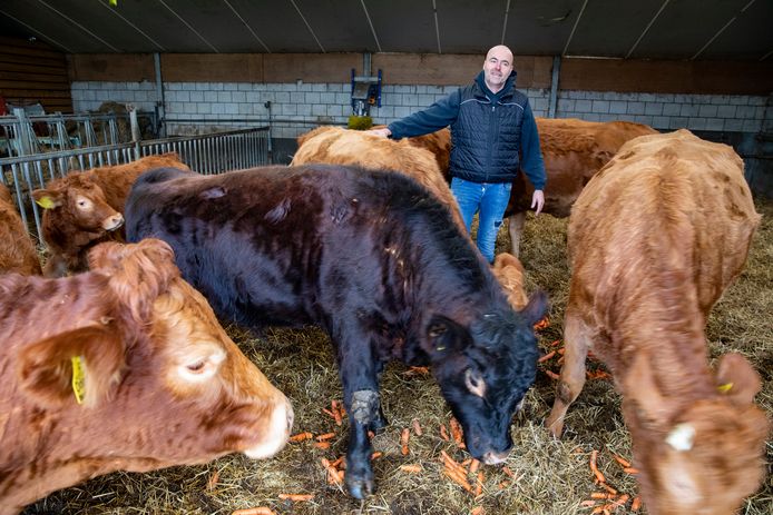 Leon Moonen tussen de Limousin-koeien op de boerderij in Sint-Oedenrode.