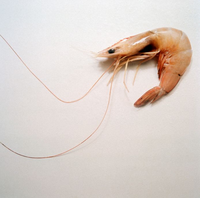 Shrimp garnaal
