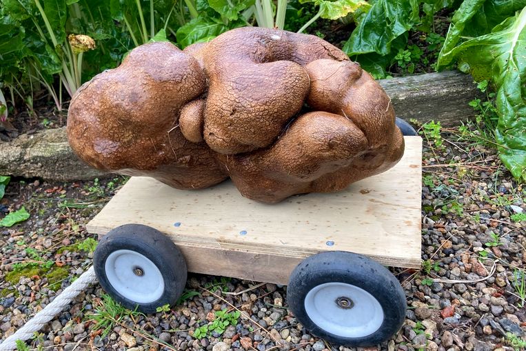 Dug blijkt toch geen aardappel.  Beeld AP