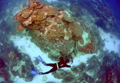 Un gigantesque corail vieux de 400 ans découvert dans la Grande Barrière