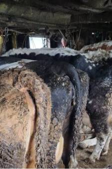 Dieren in dikke laag mest, NVWA en politie grijpen in bij veehouder in Overijssel