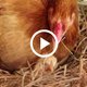 Van dichtbij bekeken: kip broedt eieren uit
