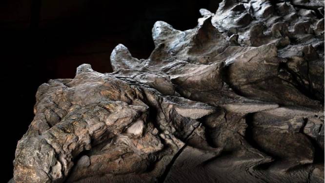 Gemummificeerde dino ontdekt: huid en ingewanden intact