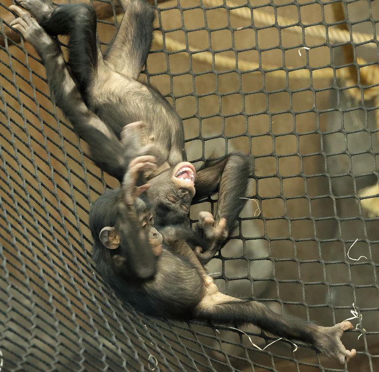 Op alle foto’s zijn bonobo’s te zien die een spelgezicht tonen. Sommigen zijn denk ik leuk in een serie’tje. Beeld Joke Kok