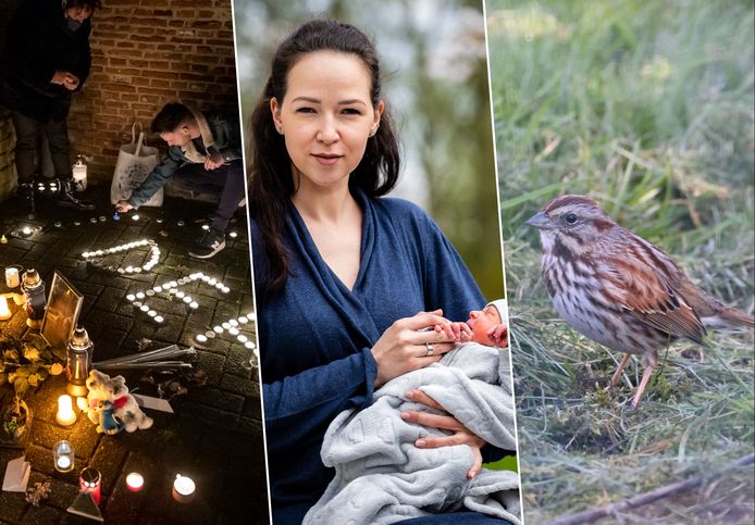 13 miljoen keer bedankt! Deze Beverse verhalen hebben jullie het meest ...