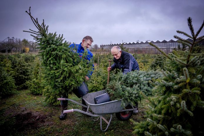 Lambert Romijnders (rechts) en Henk Roelofs maken de kerstbomen klaar voor transport.
