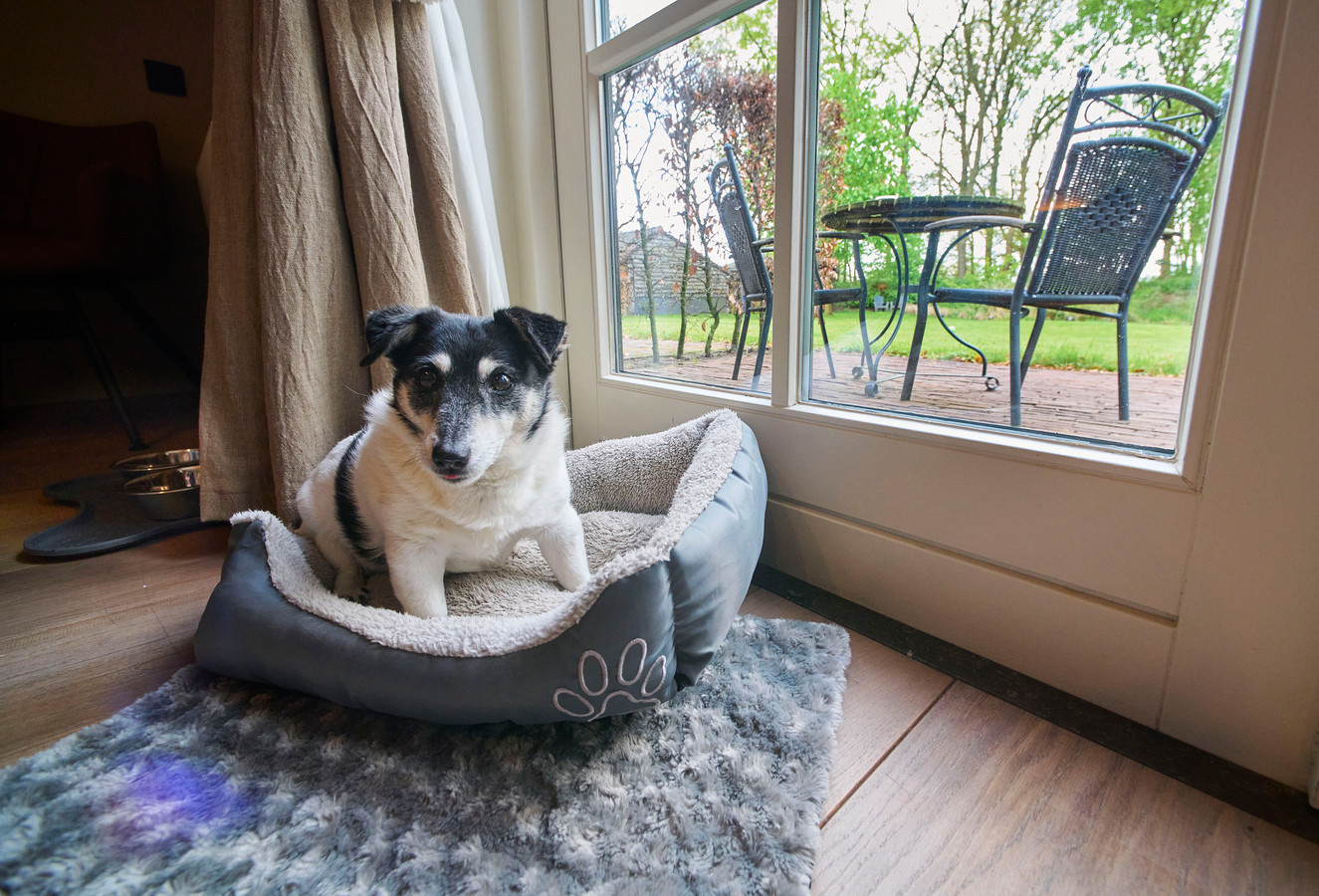 Met de hond op vakantie? Het kan bij B & B Hof van Eerde van Ralf en