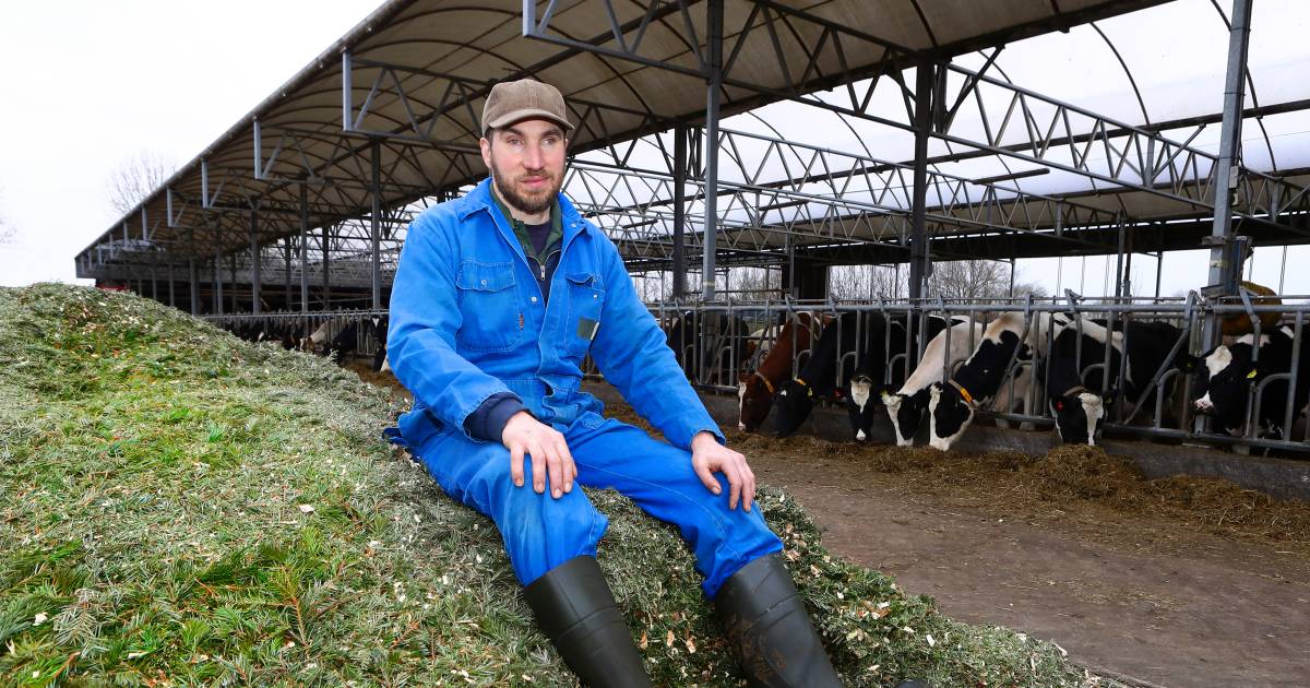 Arjen gebruikt oude kerstbomen als ‘matras’ voor zijn koeien