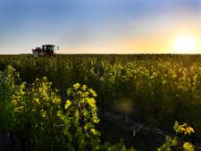 Le vignoble bordelais s'attend à une récolte réduite... mais de très bonne qualité!