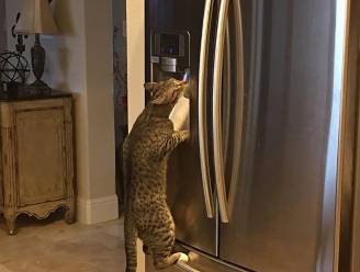 Deze kater houdt van vers water en hij heeft uitgedokterd hoe hij eraan kan komen