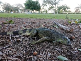 Weerdienst VS waarschuwt voor vallende leguanen in Florida