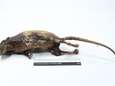 ‘Geschokte’ rat is nieuwste trofee in collectie Natuurhistorisch Museum 