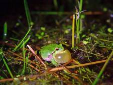 De boomkikker voelt zich thuis op de Brabantse Wal: ‘Graadmeter dat de natuur op goede weg is’