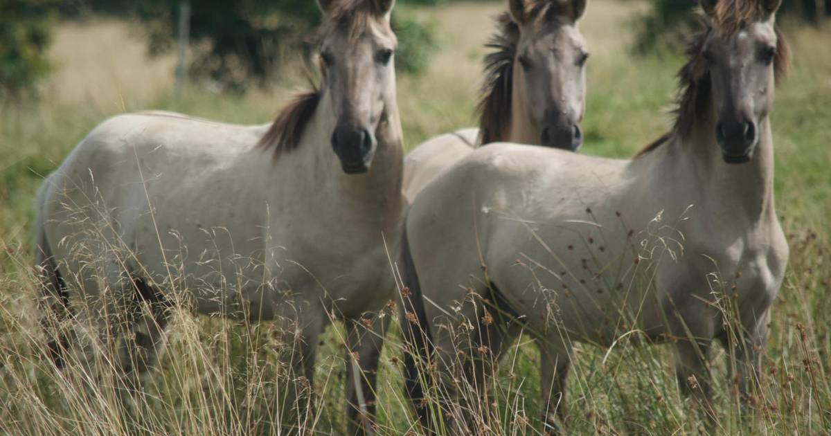Konikpaarden uit Oostvaardersplassen zijn vrij in Denemarken, maar: ‘Het probleem is verlegd’