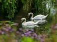 Het zwanenpaar in de Wilhelminasingel in Vught treurt om het verlies van haar vijf jongen.