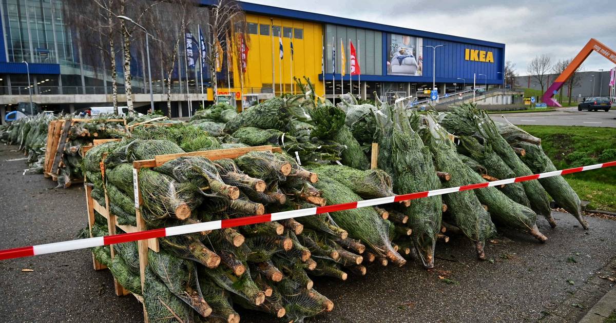 Oude man Beer jurk Ikea Breda geeft kerstbomen gratis weg nu sluiting dreigt | Breda |  bndestem.nl