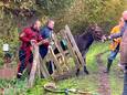 De brandweerlieden helpen de ezel op het droge.