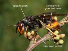 In deze 16 plaatsen is de Aziatische hoornaar opgedoken
