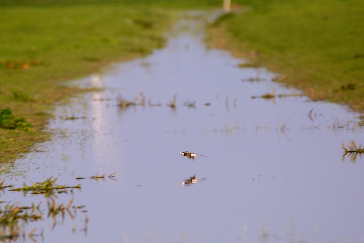 Plas-dras. Boeren zetten met overheidssubsidie greppels in het broedseizoen onder water voor weidevogels.   Beeld Herman Engbers