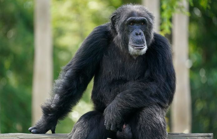 Een chimpansee.