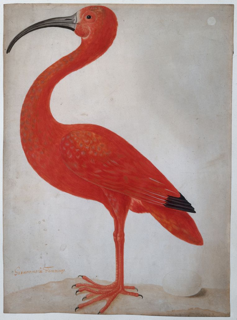 Rode ibis met een ei, toegeschreven aan Dorothea Maria Gsell, 1699-1701. Beeld Rijksmuseum