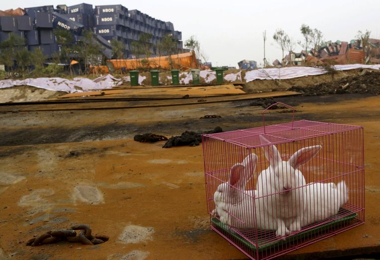 De Chinese autoriteiten gebruiken dieren om de luchtkwaliteit op de plek van de explosies te testen een week na de ramp. Beeld reuters