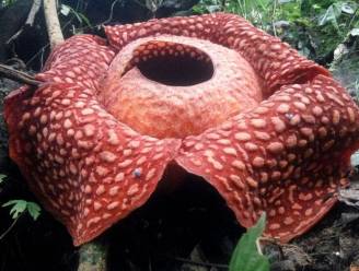 Grootste bloem ter wereld gemeten in Indonesië. Klein minpuntje: plant stinkt gigantisch
