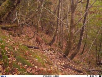 Na de wolf is nu ook de lynx terug in ons land, maar dat wijst niet op algemene heropleving natuur