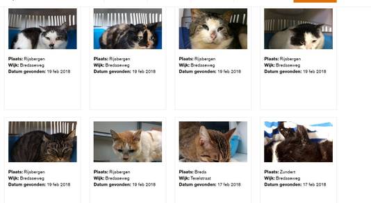 Op de website van het Dierenopvangcentrum Breda wemelt het van de katten die gevonden zijn op de Bredaseweg in Rijsbergen (gemeente Zundert). Het adres van Fort Oranje