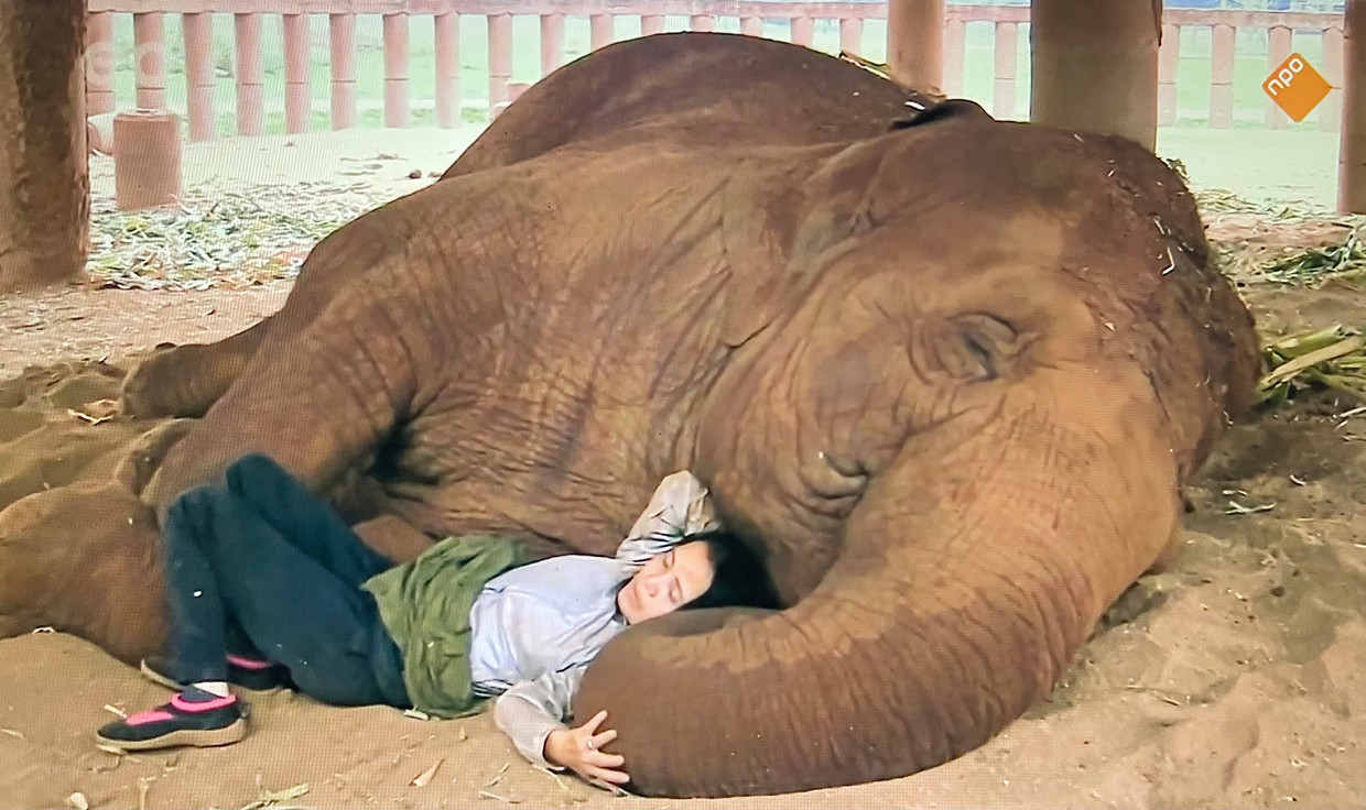 Lake non vuole più vedere nessun elefante soffrire come attrazione turistica o nel settore forestale.  immagine 