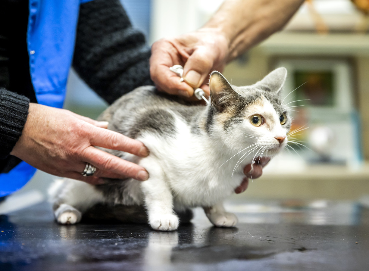 Is jouw kat al gechipt? Binnenkort kun je gratis terecht bij de