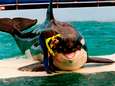 Orka in allerkleinste bassin ter wereld mag na 50 jaar met pensioen