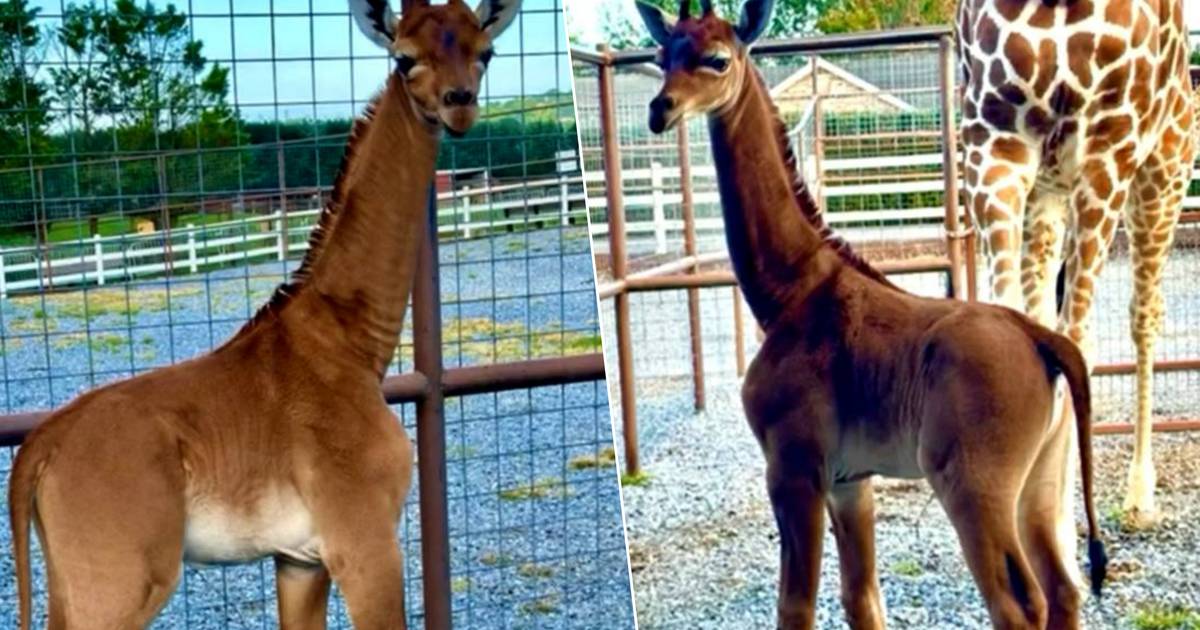 Aspetto.  L’unica giraffa al mondo senza macchie è nata allo zoo degli Stati Uniti |  gli animali