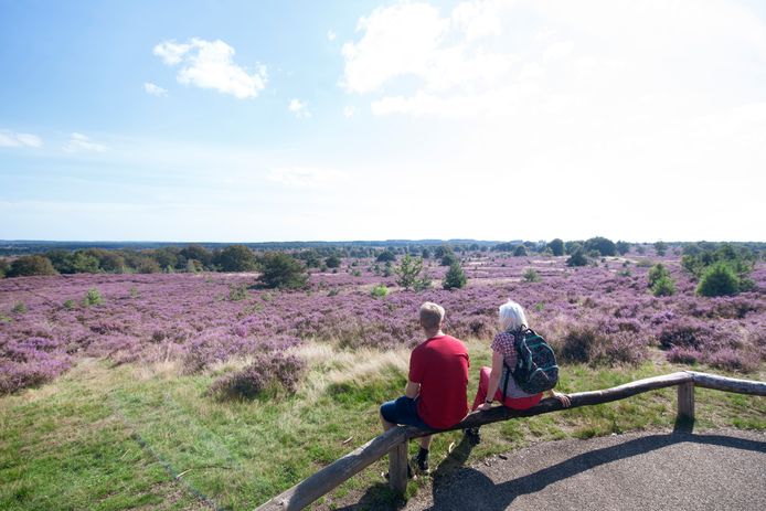 De heide staat in volle bloei, mede door de extra gevallen neerslag.