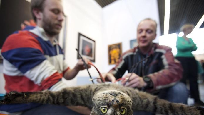 Il Empaille Son Chat Et Le Transforme En Helicoptere Insolite 7sur7 Be