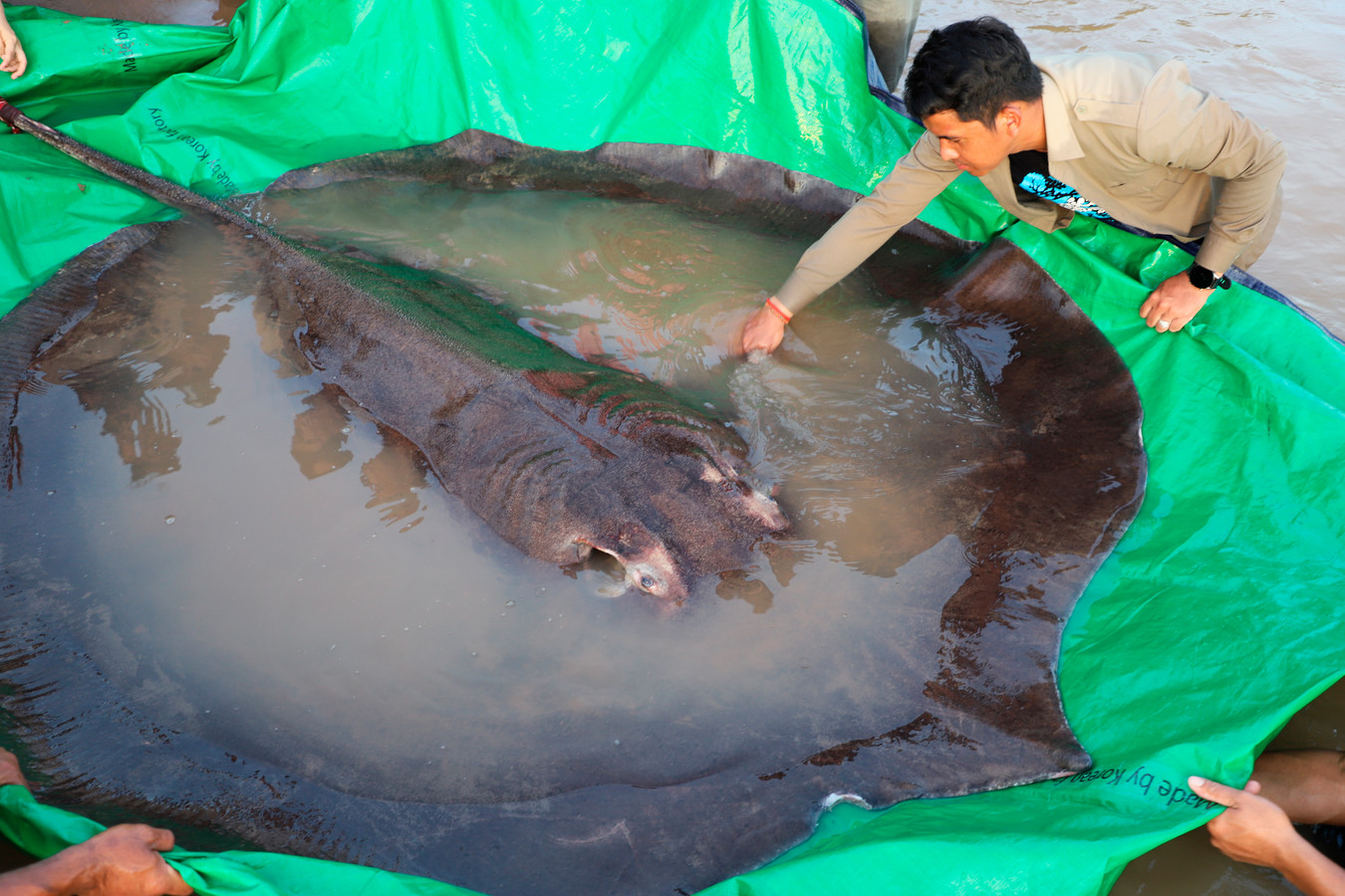 Een visser ving de grootste zoetwatervis ooit: een gigantische pijlstaartrog.