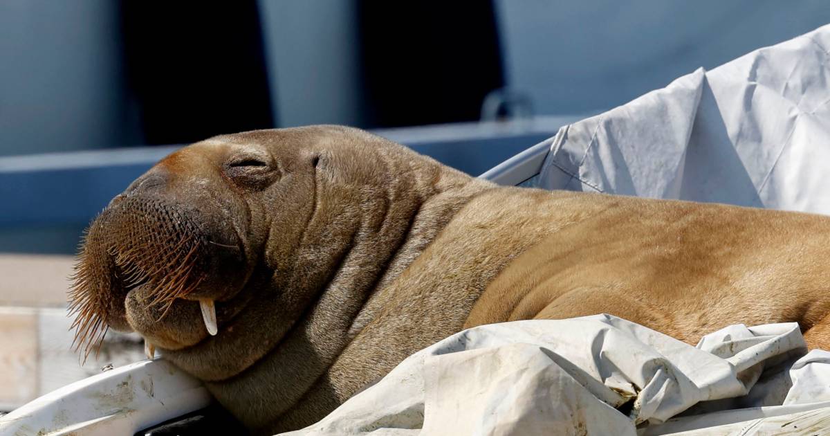 Nordmenn samler inn over 20.000 euro til statue av drept hvalross Freya |  I utlandet