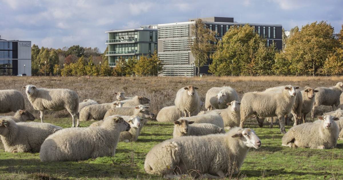 Ook geen kleine windmolens bij High Tech Campus in Eindhoven door vliegtuigradar