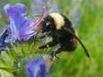 Les abeilles et les bourdons "accro" aux pesticides