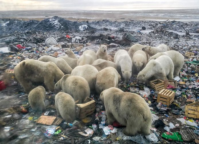 Archiefbeeld uit 2018. IJsberen aan een afvalberg bij het Russische dorp Belushya Guba.