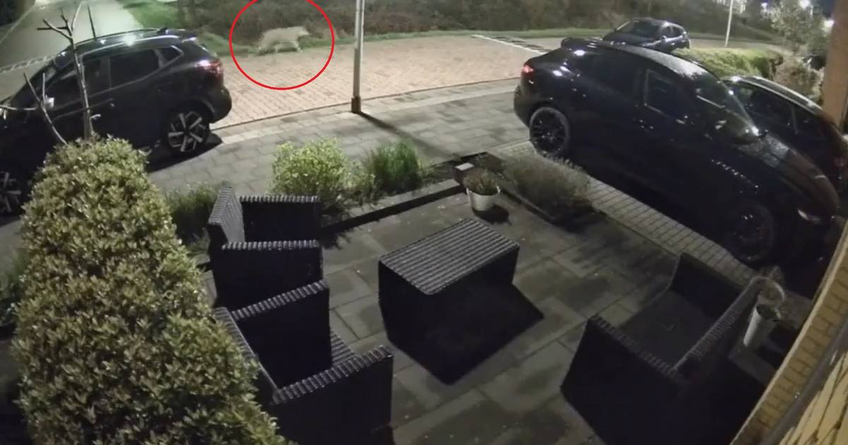 And that’s two: another wolf spotted in Amersfoort, this time in a residential area |  Amersfoort