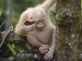 Enige albino orang-oetan ter wereld grof wild voor stropers, dus krijgt ze privé-eiland
