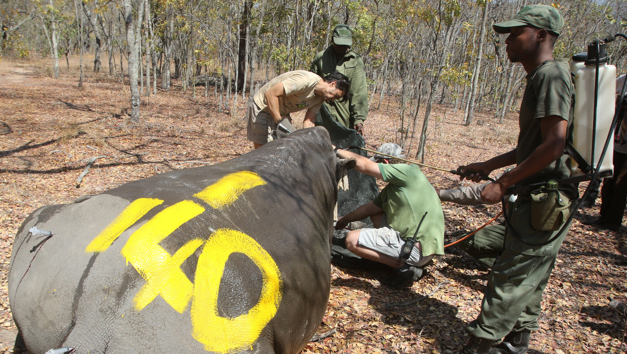 In Zimbabwe koelen rangers een witte neushoorn. Beeld REUTERS