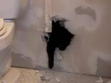 Vrouw bevrijdt kat die bouwvakkers opsloten achter badkamermuur