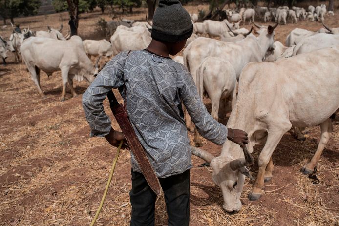 Een jonge herder bij zijn kudde in Nigeria.